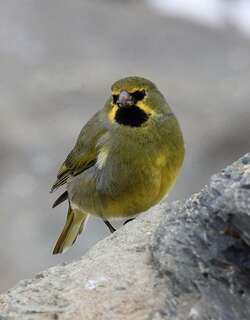 黄纹雀鹀 / Yellow-bridled Finch / Melanodera xanthogramma