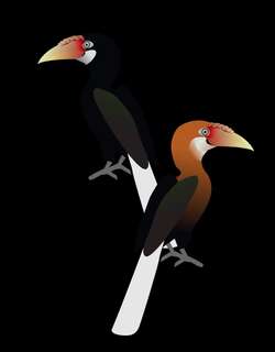拿岛皱盔犀鸟 / Narcondam Hornbill / Rhyticeros narcondami