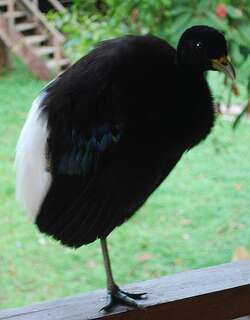 白翅喇叭声鹤 / Pale-winged Trumpeter / Psophia leucoptera