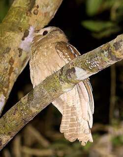 大蟆口鸱 / Large Frogmouth / Batrachostomus auritus