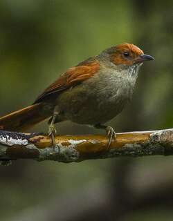 红脸针尾雀 / Red-faced Spinetail / Cranioleuca erythrops