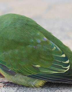 红嘴果鸠 / Red-bellied Fruit Dove / Ptilinopus greyi