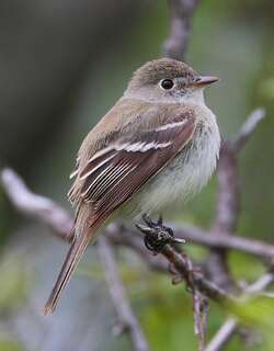 小纹霸鹟 / Least Flycatcher / Empidonax minimus