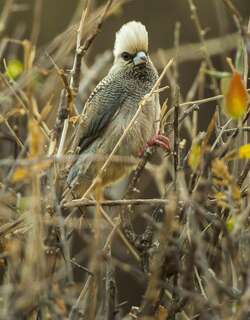 白头鼠鸟 / White-headed Mousebird / Colius leucocephalus