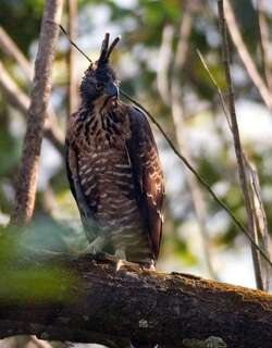 力氏鹰雕 / Legge’s Hawk-Eagle / Nisaetus kelaarti