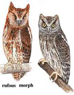 东方角鸮 / Oriental Scops Owl