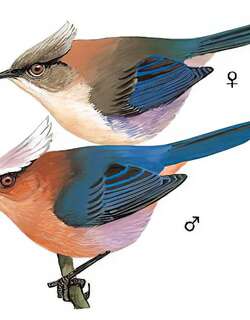 凤头雀莺 / Crested Tit-warbler / Leptopoecile elegans