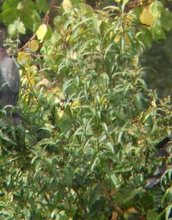 智利鸽 / Chilean Pigeon / Patagioenas araucana