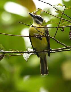 金腹大嘴霸鹟 / Golden-bellied Flycatcher / Myiodynastes hemichrysus