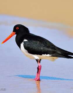 澳洲斑蛎鹬 / Pied Oystercatcher / Haematopus longirostris