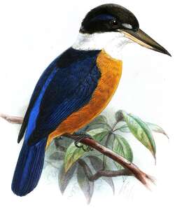 栗腹翡翠 / Vanuatu Kingfisher / Todiramphus farquhari