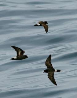 暴风海燕 / European Storm Petrel / Hydrobates pelagicus