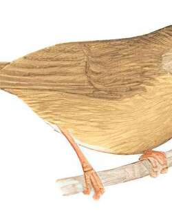 白腹幽鹛 / Spot-throated Babbler / Pellorneum albiventre