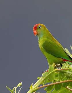 斯里兰卡短尾鹦鹉 / Sri Lanka Hanging Parrot / Loriculus beryllinus
