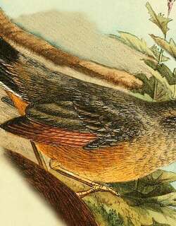 白尾蚁鸫 / White-tailed Ant Thrush / Neocossyphus poensis
