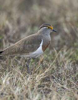 褐胸麦鸡 / Brown-chested Lapwing / Vanellus superciliosus