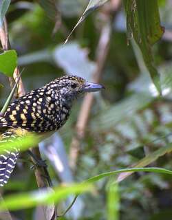 斑背蚁鵙 / Spot-backed Antshrike / Hypoedaleus guttatus