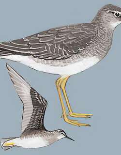 漂鹬 / Wandering Tattler / Tringa incana