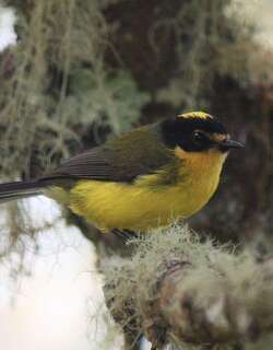 黄顶鸲莺 / Yellow-crowned Whitestart / Myioborus flavivertex