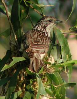 纵纹吸蜜鸟 / Striped Honeyeater / Plectorhyncha lanceolata