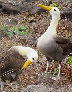 加岛信天翁 / Waved Albatross / Phoebastria irrorata