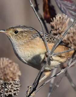 北美沼泽鹪鹩 / Sedge Wren / Cistothorus stellaris