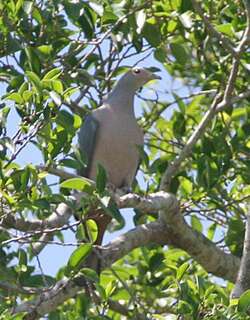 粉头皇鸠 / Pink-headed Imperial Pigeon / Ducula rosacea