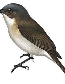 褐背啸鹟 / Brown-backed Whistler / Pachycephala modesta