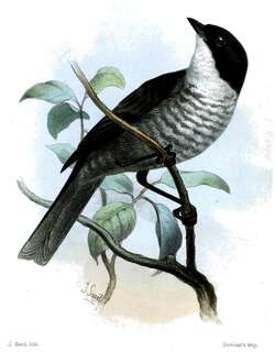 黑背丛雀 / Black-backed Bush Tanager / Urothraupis stolzmanni