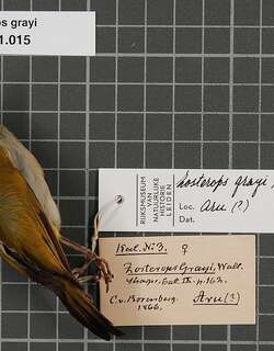 珠腹绣眼鸟 / Pearl-bellied White-eye / Zosterops grayi