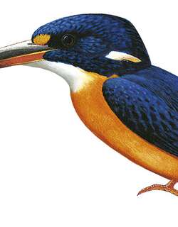 瓜岛三趾翠鸟 / Guadalcanal Dwarf Kingfisher / Ceyx nigromaxilla
