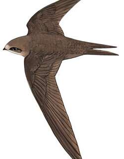 普通楼燕 / Common Swift / Apus apus