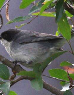 黑顶歌鹀 / Black-capped Warbling Finch / Microspingus melanoleucus