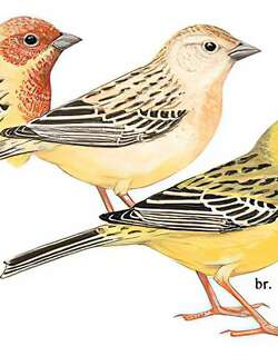 褐头鹀 / Red-headed Bunting / Emberiza bruniceps