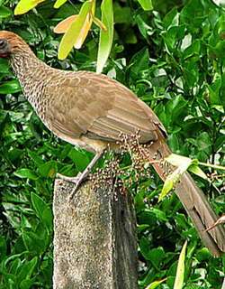 东巴西小冠雉 / East Brazilian Chachalaca / Ortalis araucuan
