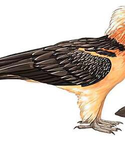 胡兀鹫 / Bearded Vulture / Gypaetus barbatus