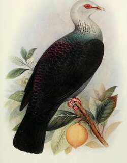 安达曼林鸽 / Andaman Wood Pigeon / Columba palumboides