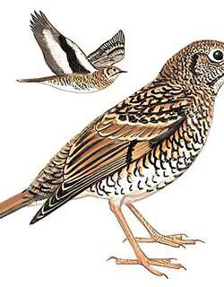 怀氏虎鸫 / White’s Thrush / Zoothera aurea