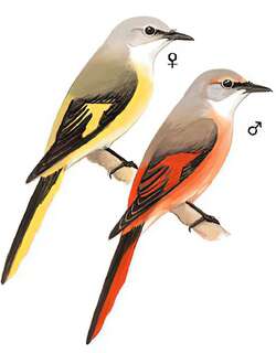 粉红山椒鸟 / Rosy Minivet / Pericrocotus roseus