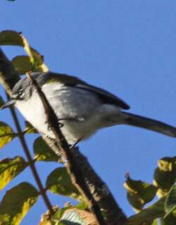 白翅地莺 / White-winged Warbler / Xenoligea montana