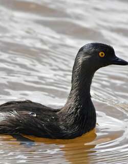 侏䴙䴘 / Least Grebe / Tachybaptus dominicus