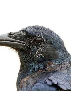 鱼鸦 / Fish Crow / Corvus ossifragus