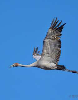 澳洲鹤 / Brolga / Antigone rubicunda