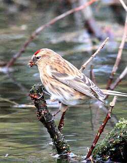 小朱顶雀 / Lesser Redpoll / Acanthis cabaret