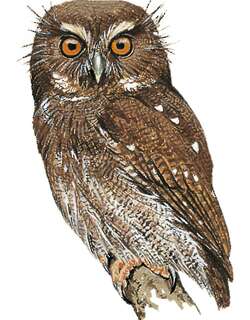 长须鸺鹠 / Long-whiskered Owlet / Xenoglaux loweryi