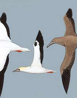 红脚鲣鸟 / Red-footed Booby / Sula sula