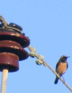 塞浦路斯䳭 / Cyprus Wheatear / Oenanthe cypriaca