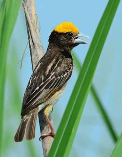 黑胸织雀 / Black-breasted Weaver / Ploceus benghalensis