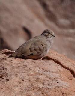 斑翅地鸠 / Golden-spotted Ground Dove / Metriopelia aymara
