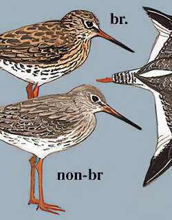 红脚鹬 / Common Redshank / Tringa totanus